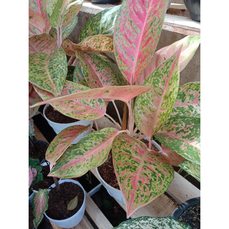aglaonema big roy