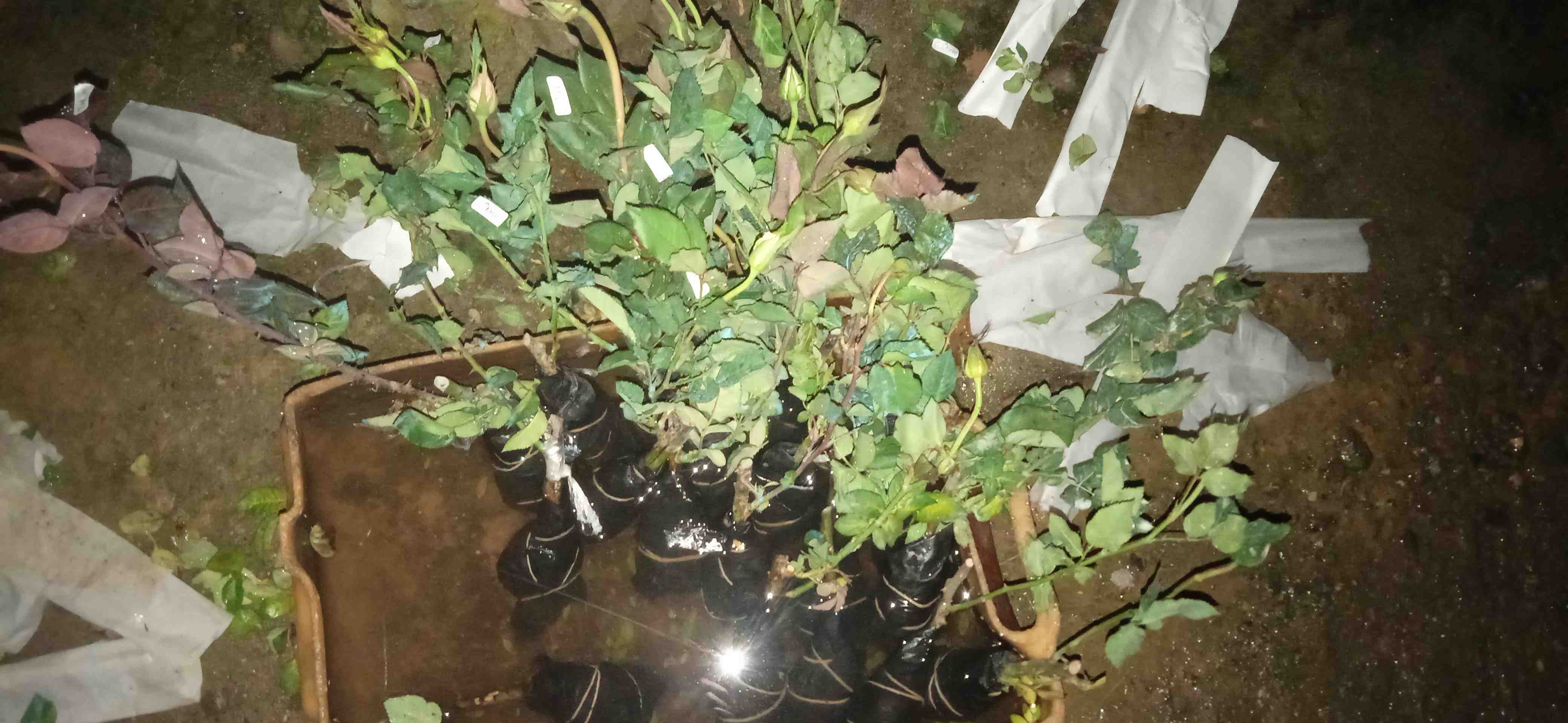 Tanaman Hias Bunga Mawar 20 Pcs - Bunga Mawar - Bibit Tanaman Bunga Mawar Berbunga