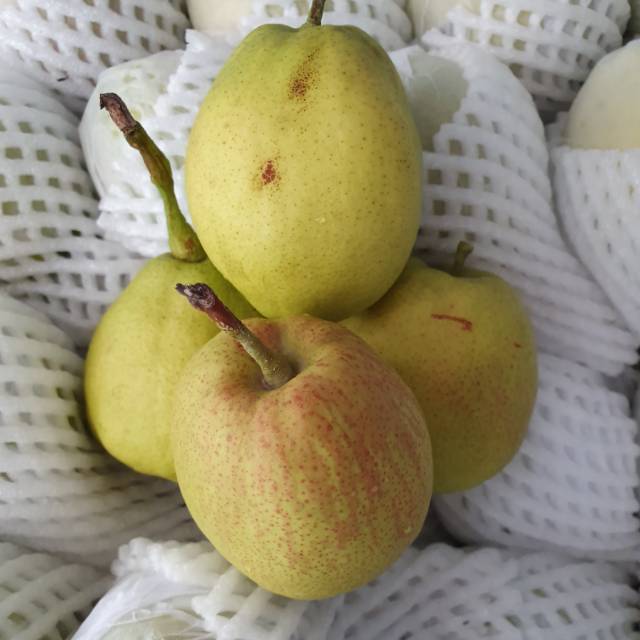 

Buah Pir Xianglie Fragrant Pear Import Fresh Per Kilogram
