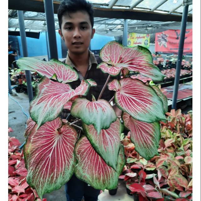 Tanaman Hias Caladium Flying Garuda Shopee Indonesia