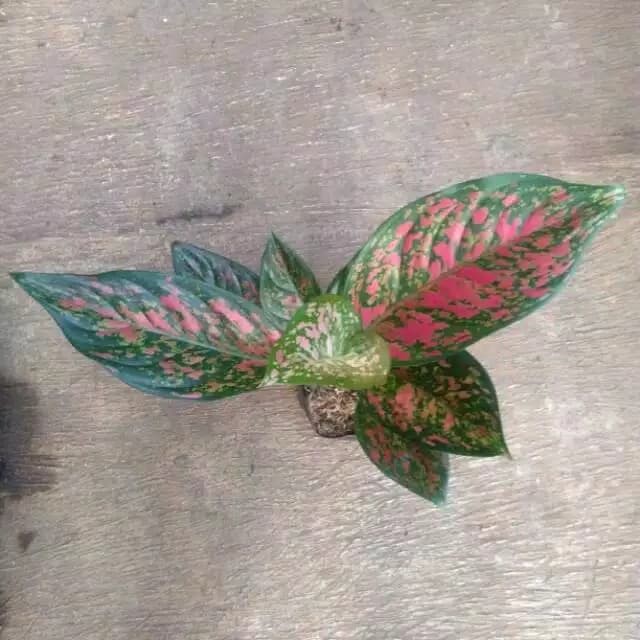 Tanaman hias aglonema red venus aglaonema aglo