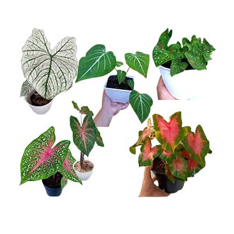 PAKET MURAH 5 JENIS KELADI CANTIK