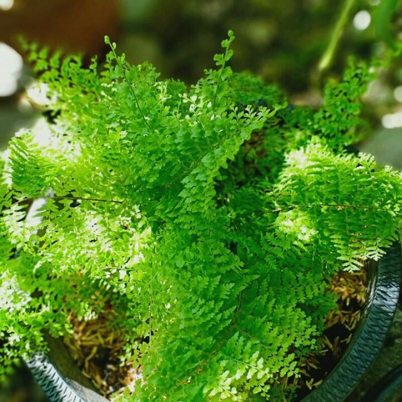 Tanaman Pakis Embun Bibit Pakis Embun Bunga Pakis Embun