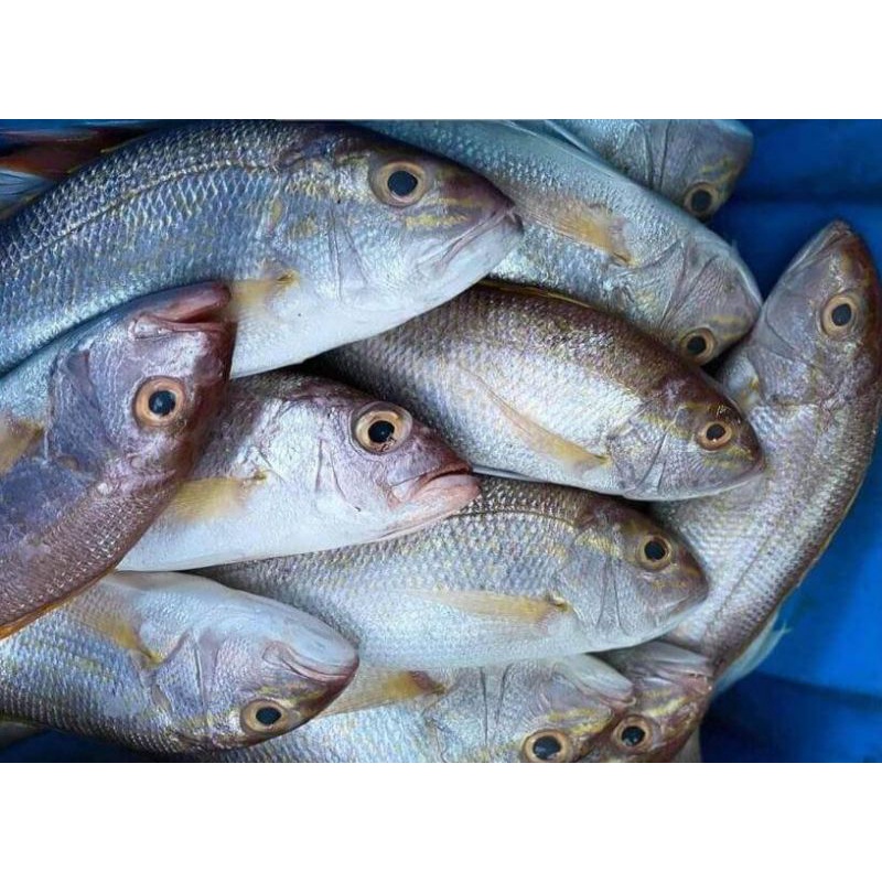 

ikan segar ikan kakap putih