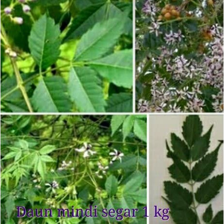 

DAUN MINDI SEGAR 1 KG