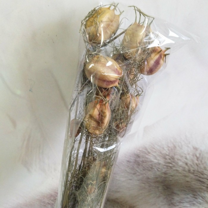 

Nigella dried flowers