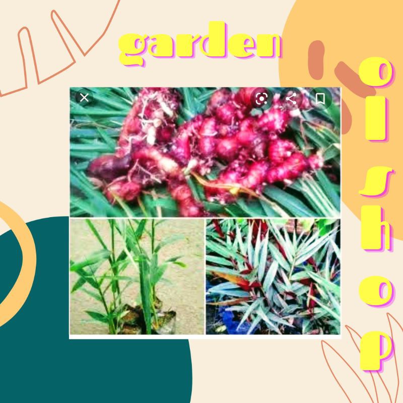 

paket 4bibit jahe merah