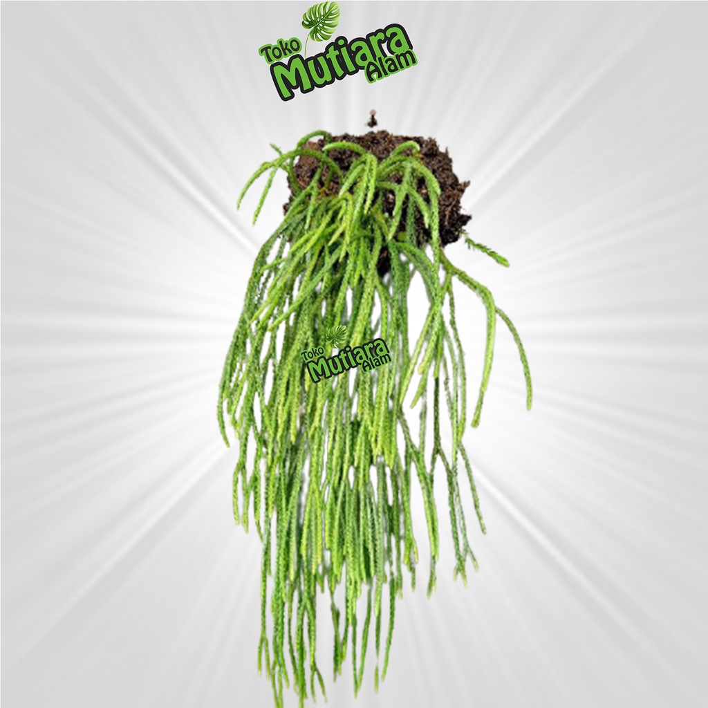 Huperzia carinata kumpai ekor tikus mutiara alam