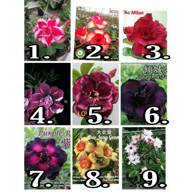 Bibit tanaman  hias  adenium bunga  tumpuk kamboja  jepang  