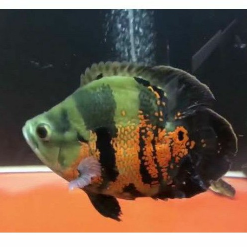 Oscar Black Tiger Short Body American Cichlid