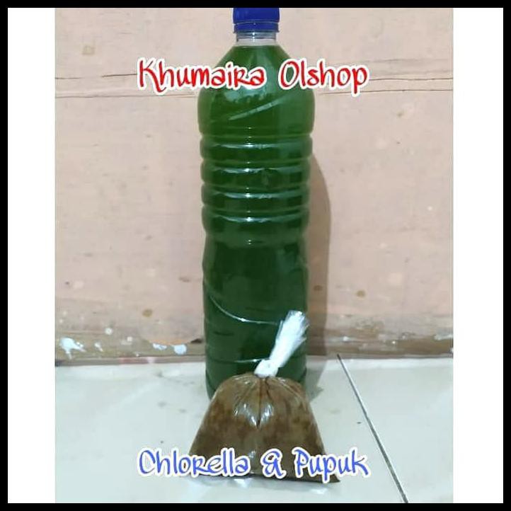 Chlorella Murni+ Pupuk+ Panduan Kultur