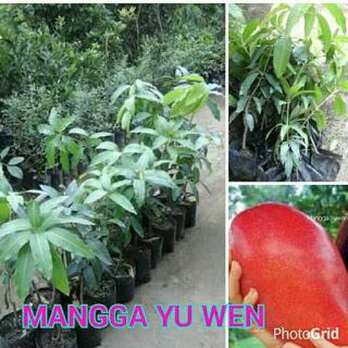 mangga yuwen