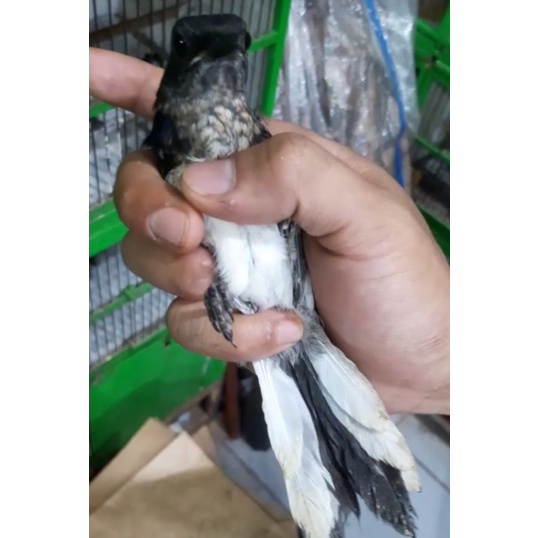 Kacer Trotol Jabar Dada Putih Pilihan