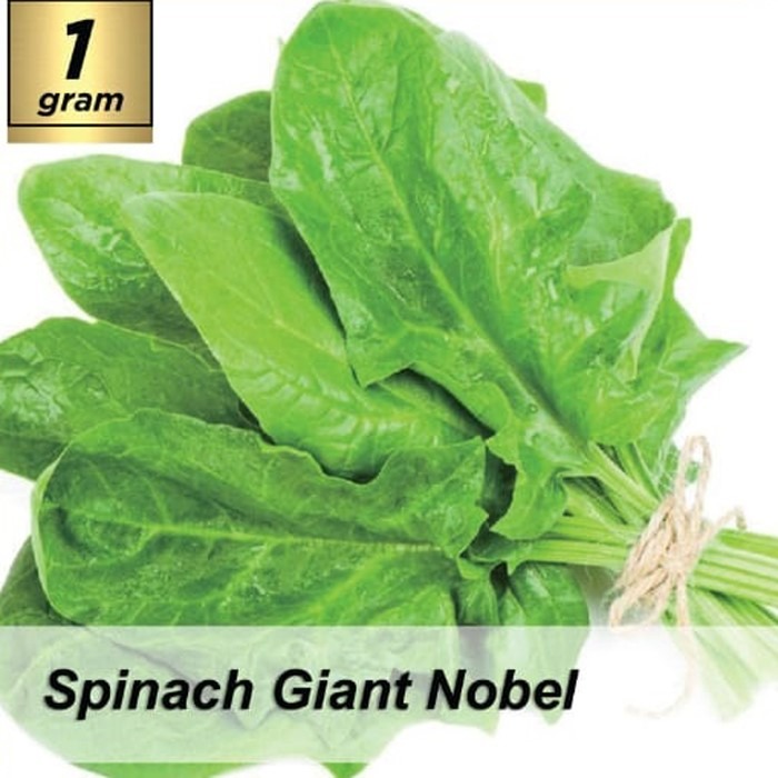 Benih Spinach Giant Nobel / Biji Bayam Jepang / Bibit Sayur Daun Bayam Jepang / Benih Bayam Jepang