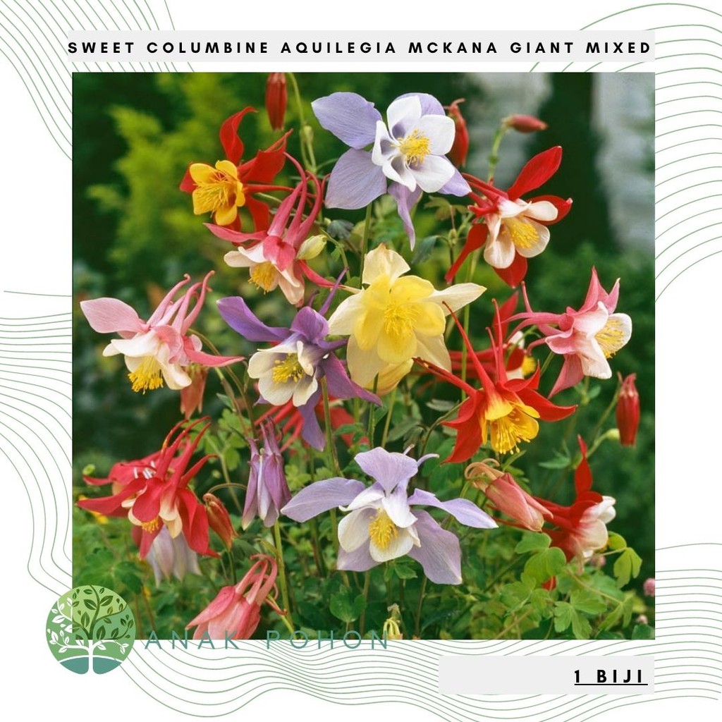 Benih Bibit Biji - Sweet Columbine Aquilegia McKana Giant Mixed (Aquilegia caerulea) Seeds - IMPORT