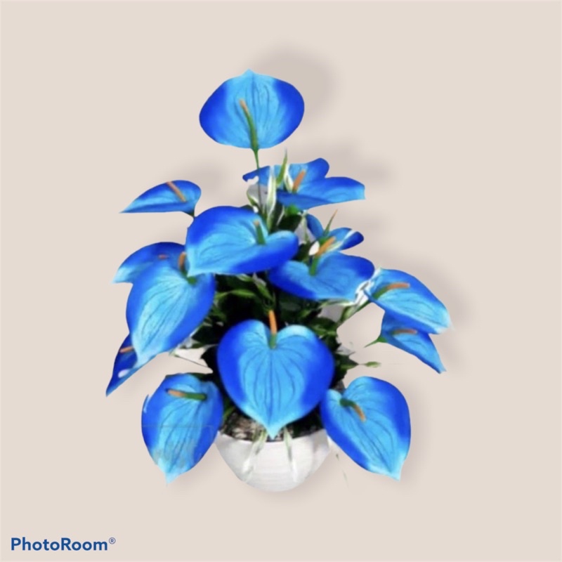 (BISA COD)Tanaman hias Anthurium mickey mouse blue-bunga-bunga hidup-tanaman-tanaman hias hidup-bunga hidup tanaman hias-tanaman indoor-bunga hidup tanaman hias murah-bunga gantung hidup tanaman hias-bunga asli tanaman hidup-tanaman anthurium