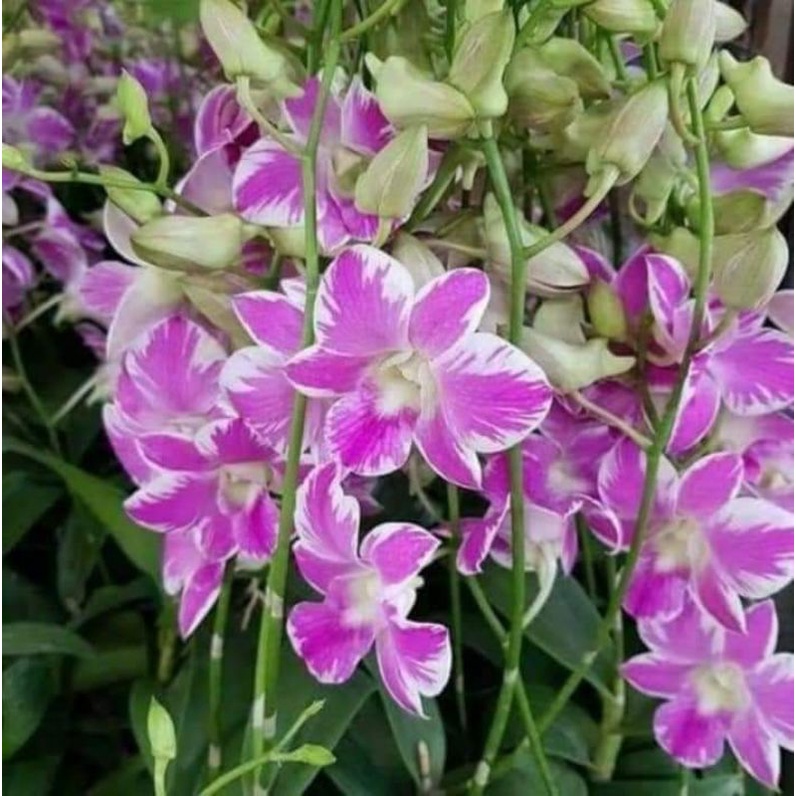 Dendrobium bulat