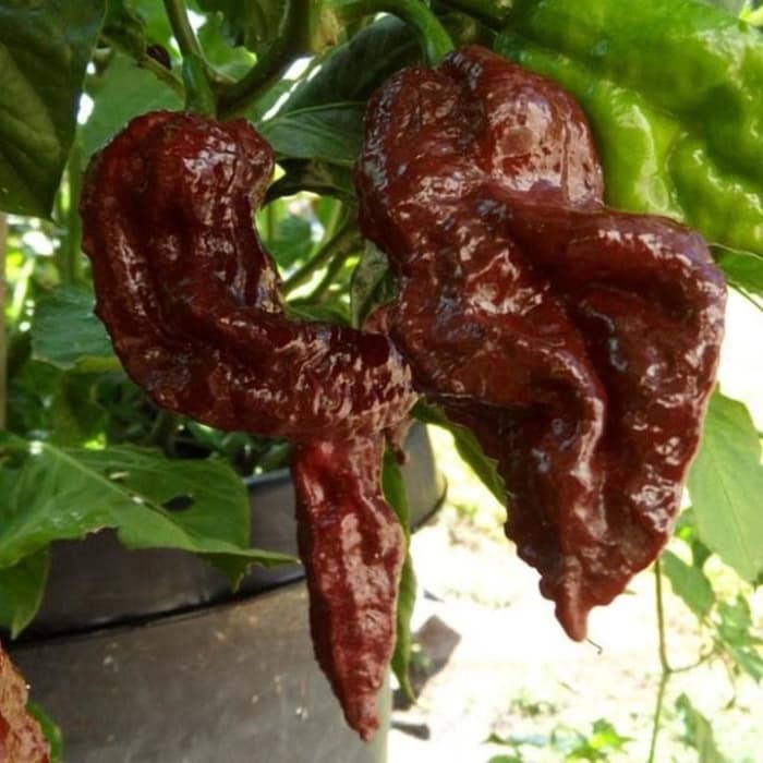 Benih-Bibit Cabe Super Pedas Big Black Mama (Haira Seed)