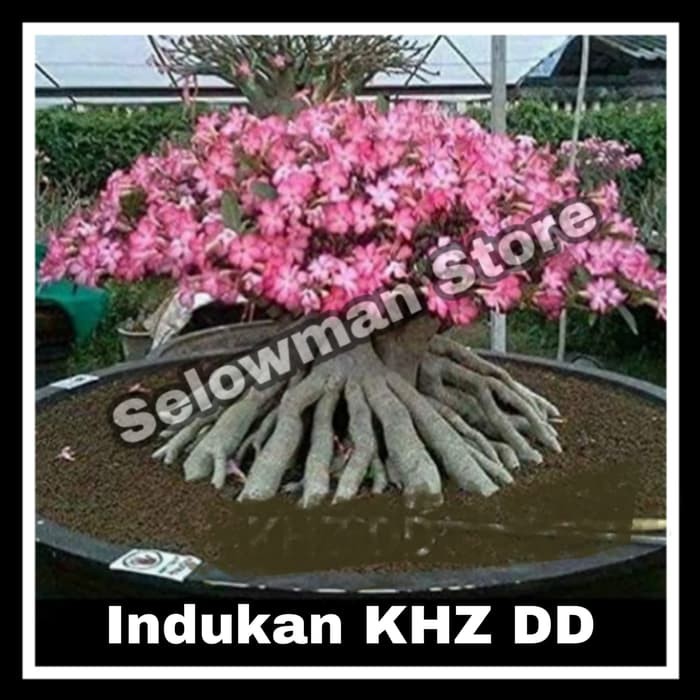 Promo Benih Biji Adenium Thaisoco KHZ DD Import Thailand (Stok Terbatas) Diskon