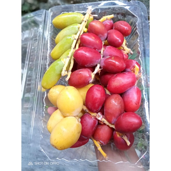 

kurma muda promil kesuburan kurma muda merah kurma muda hijau kurma muda kuning