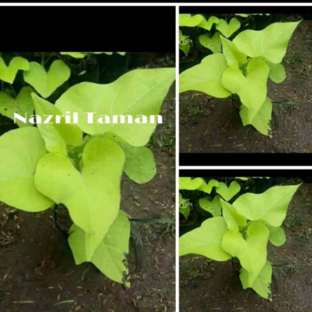 Tanaman hias ubi jalar kuning