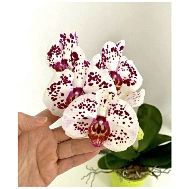 tanaman hias anggrek dendrobium bunga white batik Thailand sedling