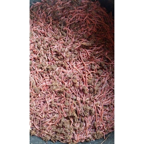 Cacing  Merah ANC 1 kg
