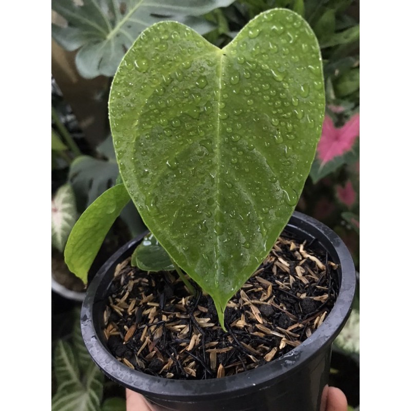 anthurium / kuping gajah veitchii king ori
