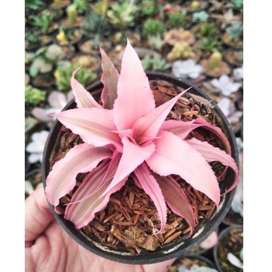 SUCCULENT BROMELIA PINK kaktus sukulen free pot+metan