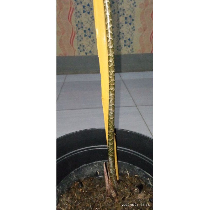 Alocasia Zebrina reticulata