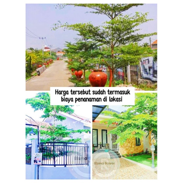 Tanaman hias pohon Ketapang kencana tinggi ± 6-7 meter ( harga tersebut sudah termasuk biaya pengiri