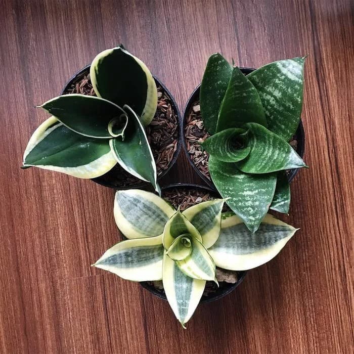 MURAH paket tanaman hias sansivera - paket tanaman hias lidah mertua mini