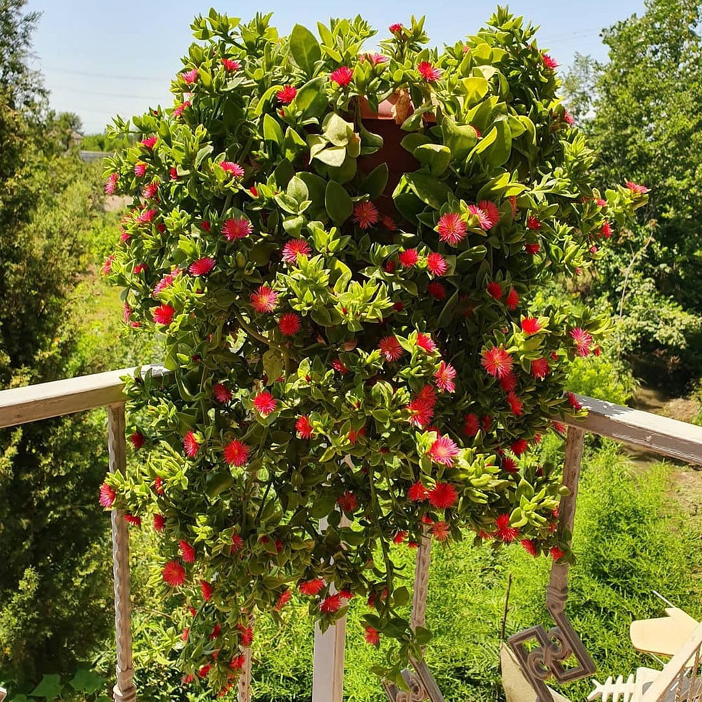  TANAMAN  HIAS  GANTUNG  Aptenia cordifolia bunga  merah 