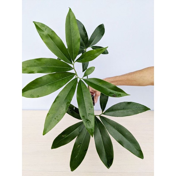 tanaman hias philodendron goeldii