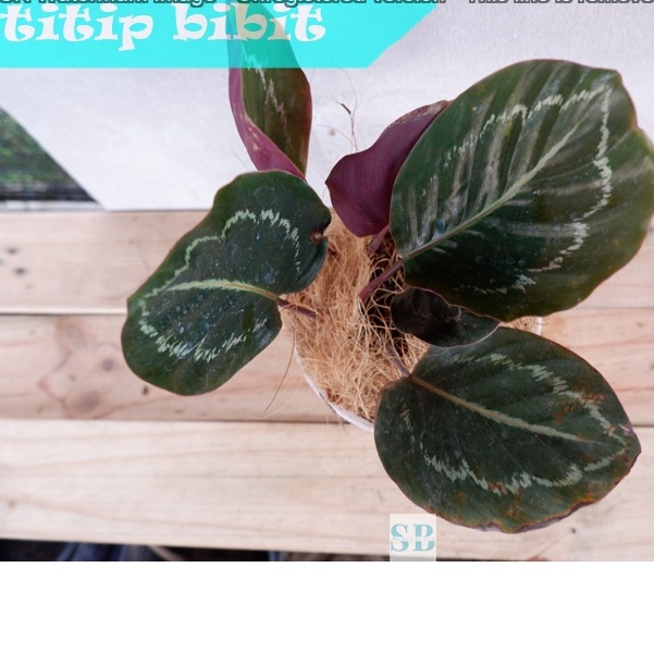 Bibit Tanaman Hias Calathea Green Lipstick BERGARANSI