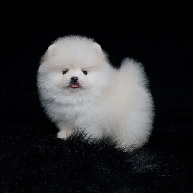 Boneka Import White Pomeranian Supermini