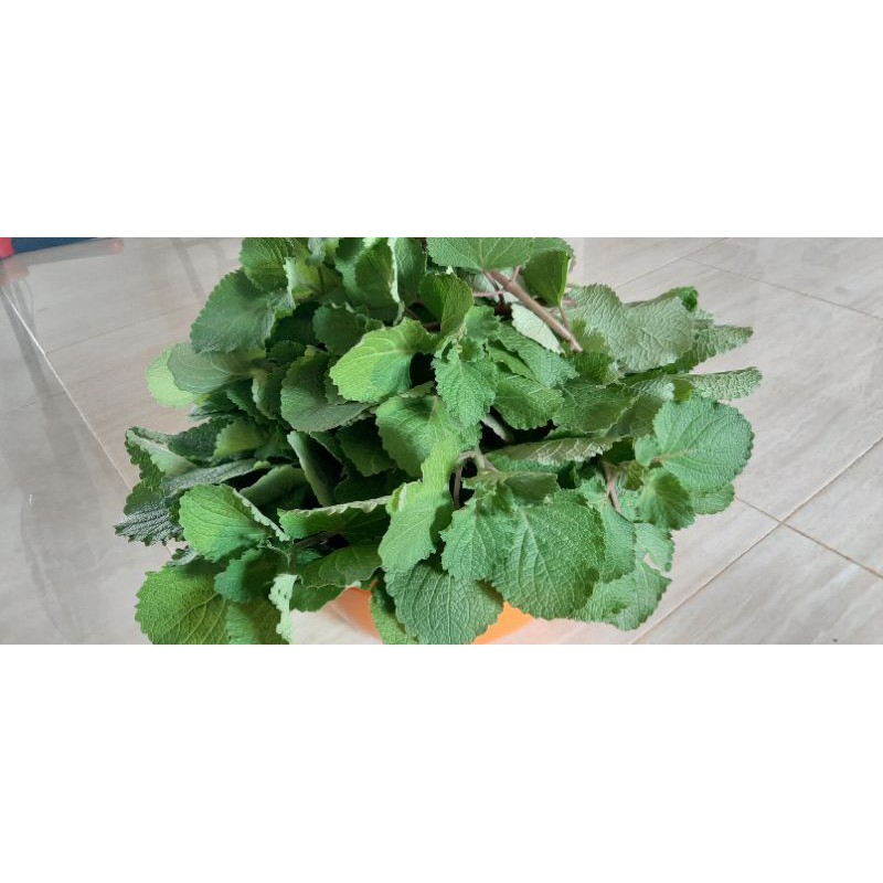 

sayur bangun bangun organik/sayur turbangun 1 kg