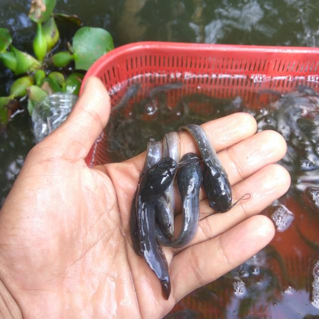 Bibit Ikan Lele Sangkuriang