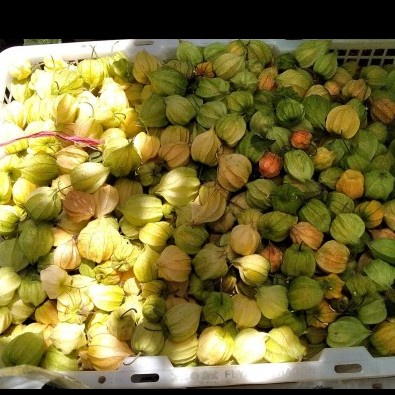 

MINUM-SIAP-DRINK-TO-READY- BUAH CIPLUKAN/CECENDET/GOLDEN BERRY SEGAR LANGSUNG DARI KEBUN 500 GR