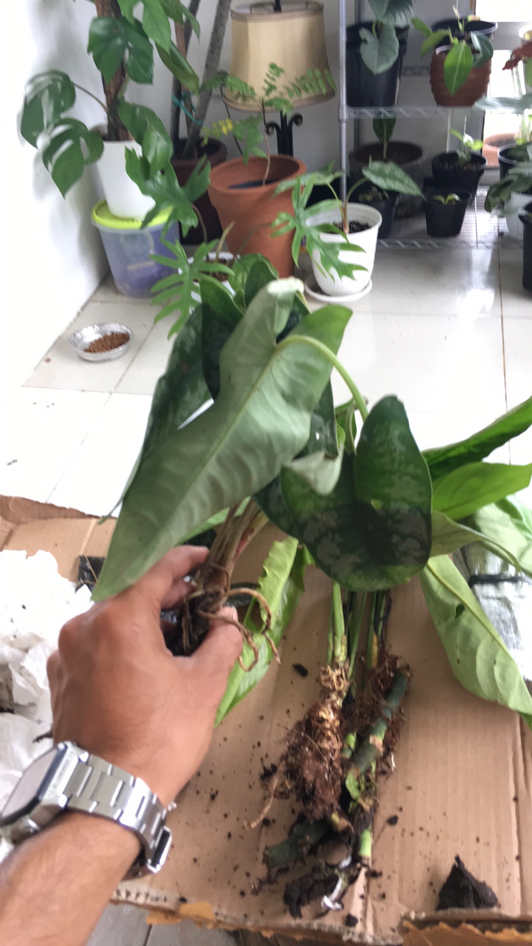 Alocasia Silver Sp Sumut