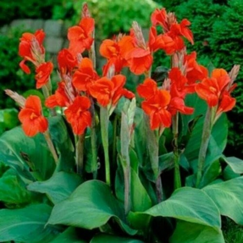 Bibit Benih Bunga Tasbih Canna Lily Merah (5 Gram)