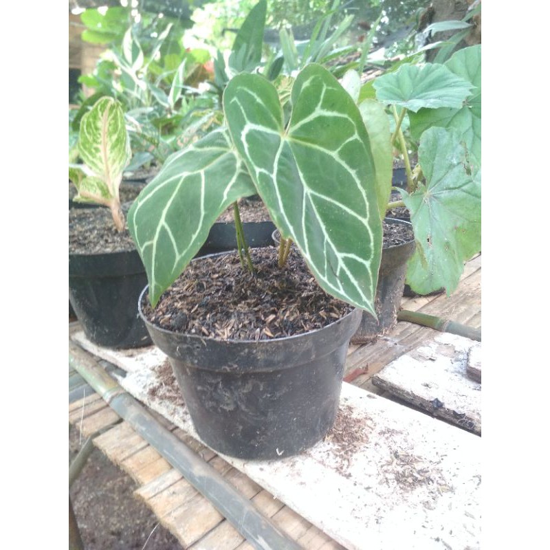 

KUPING GAJAH