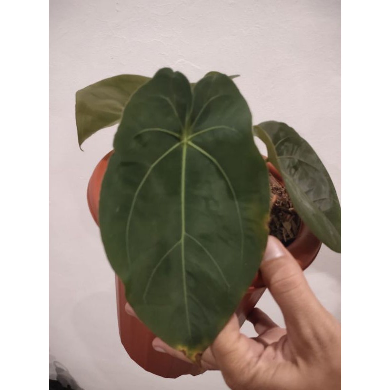 anthurium forgetii x papilaminum