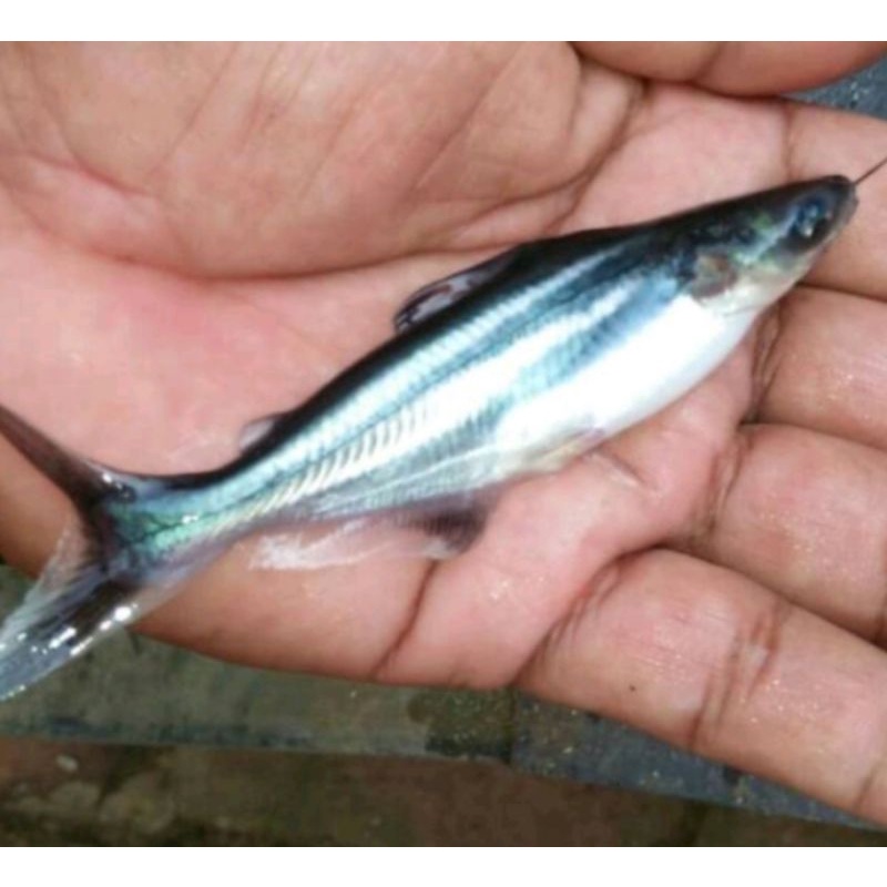 bibit ikan patin