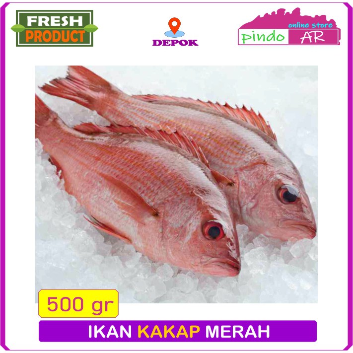 

IKAN KAKAP MERAH SEGAR BERKUALITAS / RED SNIPPER