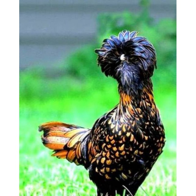 

TELUR AYAM HIAS POLAND BULU WALIK /ORIGINAL untuk di tetaskan