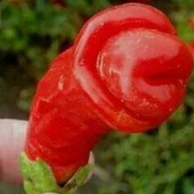 BIBIT CABE PORNO PETER PEPER