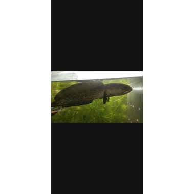 channa stewartii arunachal 4cm grade a