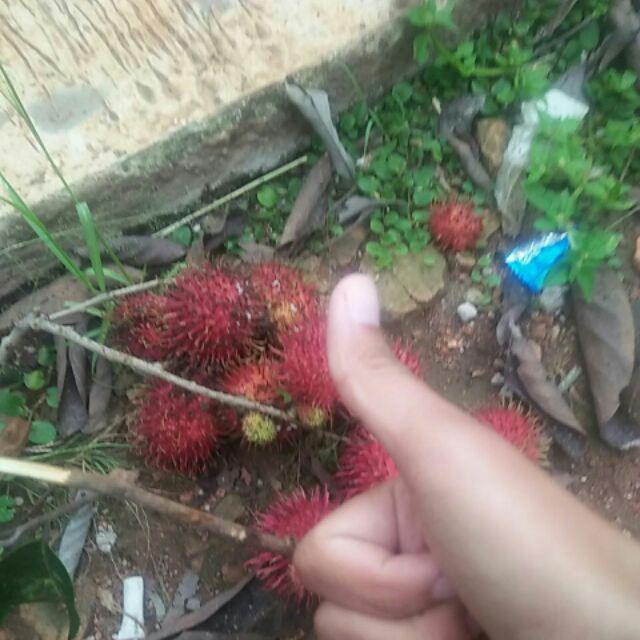 Nice Tisu Wajah Facial Tissue 60 Sheets 2 Ply