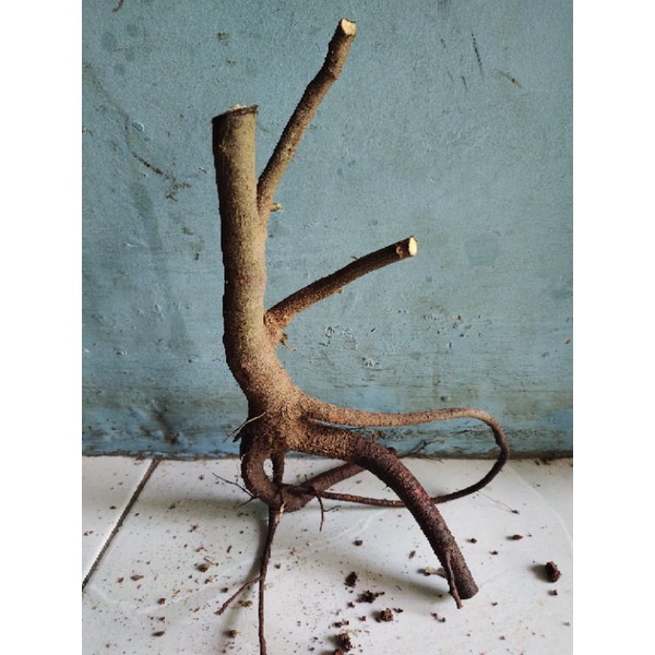 bahan bonsai dongkelan Kaliandra bunga merah mame